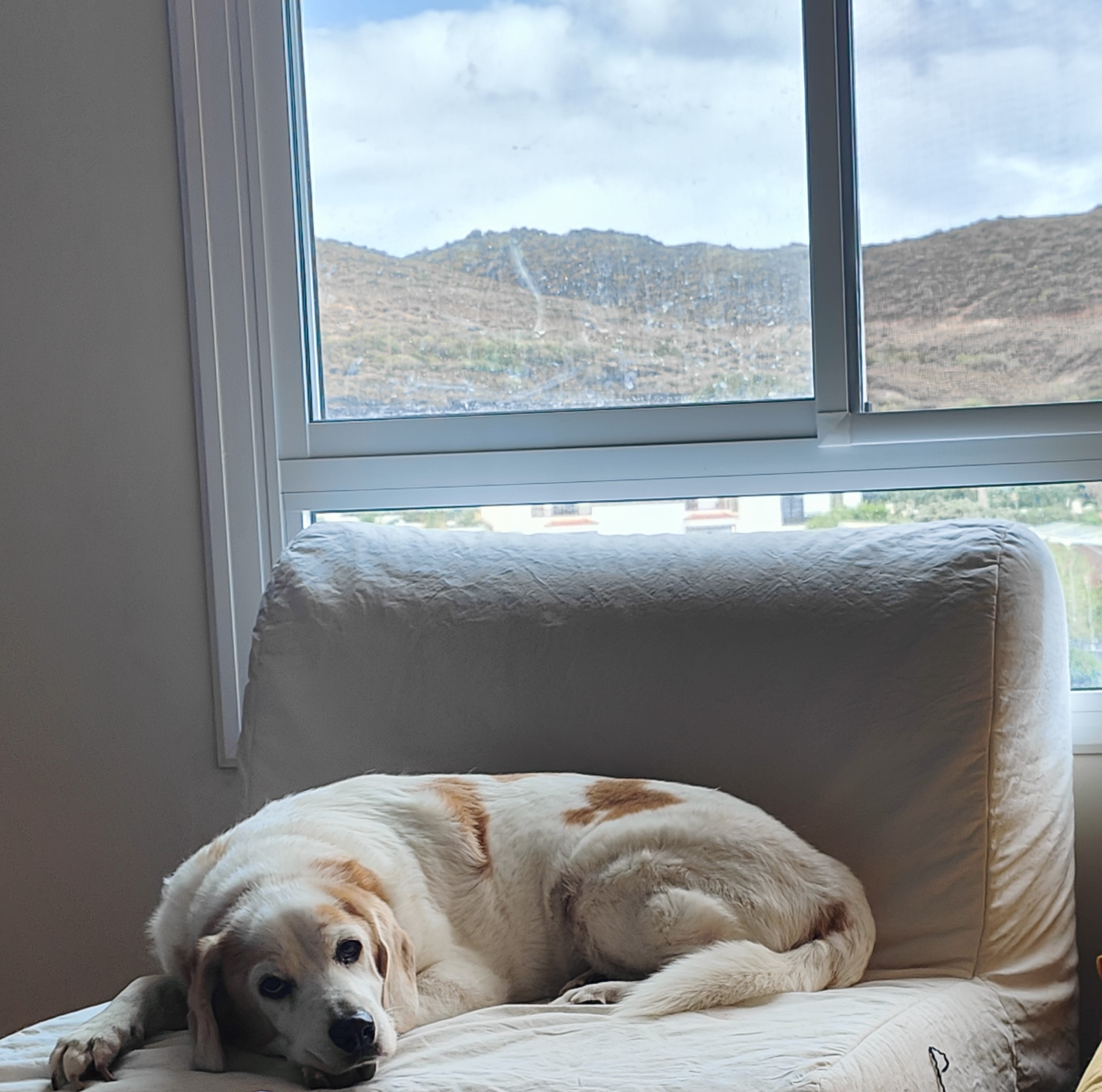 Mascota en guardería en casa